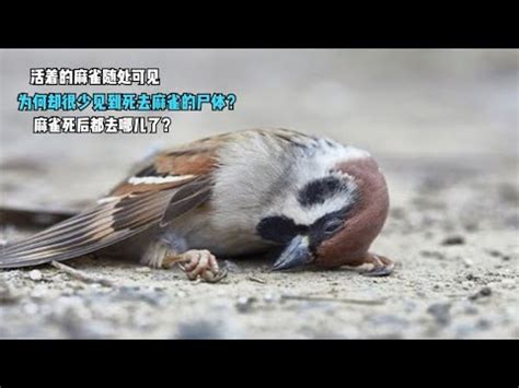 麻雀 風水|為何自來雀遠離？風水師教改運